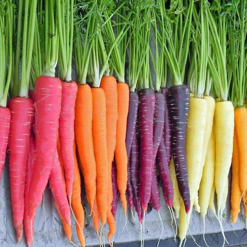 Semillas De Zanahoria Mix Colores Variedades Organicas 100+