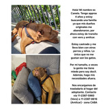 Perro En Adopción 