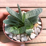 Gasteria Común 8 Semillas Suculenta Sol Sdqro2