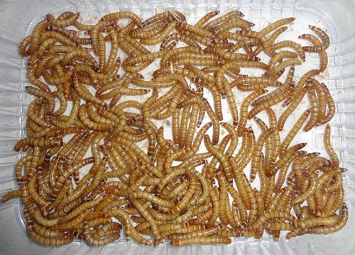 Tenebras, Tenebrio Molitor, 250 Larvas Vivas, Frete Grátis