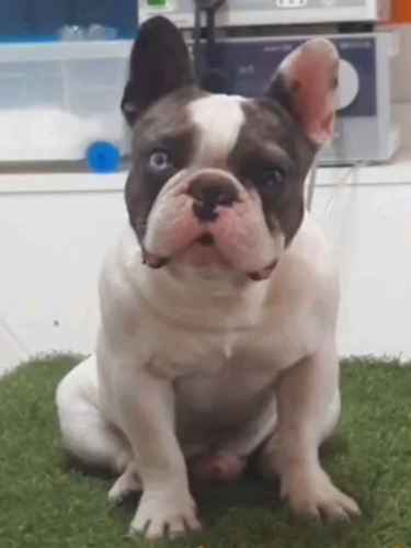 Macho Semental Bulldog Francés. Busca Novia