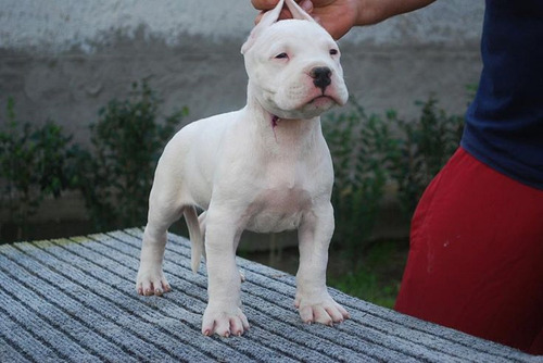 Cachorro Dogo Argentino 1