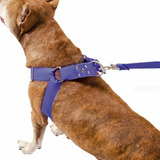Peitoral Coleira Com Regulagem Guia Para Cães Reforçada Cor Azul Tamanho Da Coleira Médio