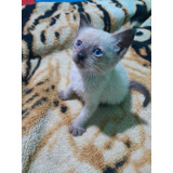 Gatito Gato Siames, Blue Point Hembritas