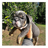 Bulldog Ingles Exotico Cachorra Hembra Lilac Tri