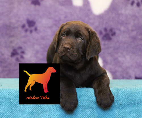 Labrador Retriever Cachorros Pureza 100% Con Carnet,