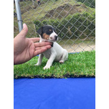 Med,cachorra Fox Terrier Med,bog,cali Animal Pets Colombia 