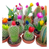 Semillas De Cactus Perenne Mezcla Variada Y A