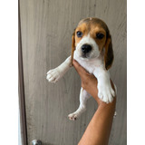 Beagle Cachorros Raza 100% Pura 