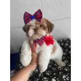 Filhote De Shih Tzu