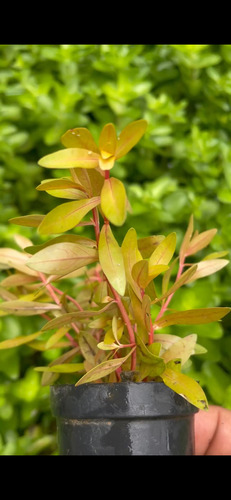 Nesaea Pedicellata Golden Planta De Acuario