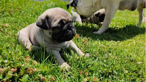 Cachorros Pugs Chatitos 