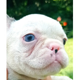 Cachorros Bulldog Francés Perros Medellín Bogotá Cali 