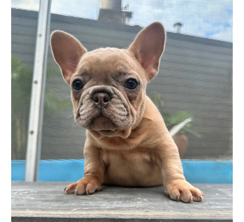 Bulldog Francés Exóticos Hembra Merle Fawn 