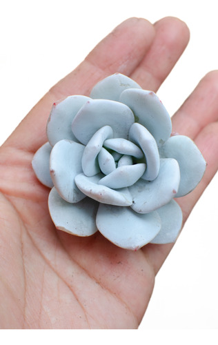 Echeveria Laui Suculenta Colección Maceta N° 8