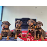 Cachorros Doberman