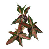 Aglanoema Pink Pearl M15 - Planta De Interior Exótica