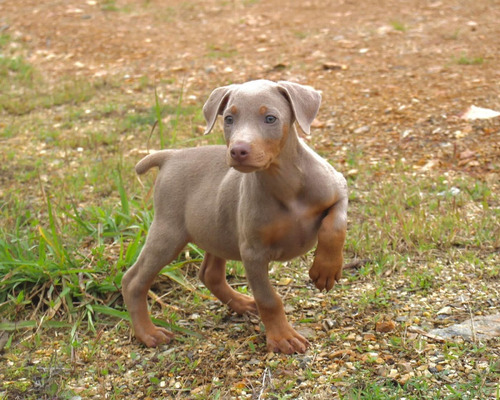 Cachorros Doberman Isabella Bogotá Animal Pets Colombia 