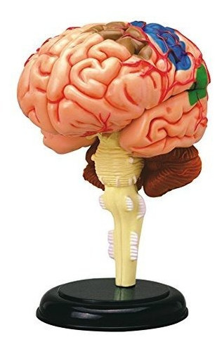 Modelo Anatómico 4d Del Cerebro Humano Tedco John Hansen