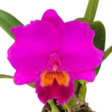 Orquídea Cattleya Rolf Altenburg - Muda Adulta Touceira