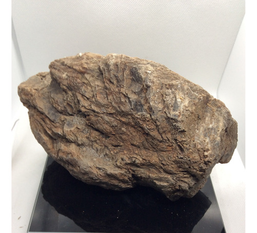 Roca Fosil De Madera Petrificada En Bruto Natural 1841gm