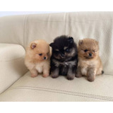 Hermosos Cachorros Pomerania