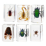 Pacote Com 6 Amostras De Resina De Insetos Cicada Collection