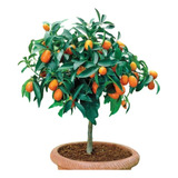 Naranja Enana Arbol Enano Produciendo Con Envio Gratis