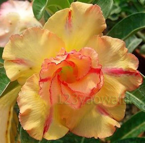 Rosa Del Desierto Quatro Golden King ( 1 Planta) + 10 Rosas 