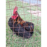 Suros, Aves De Raza, Gallos Gallinas