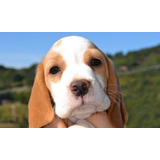 Cachorro Beagle Perrito Bigle Puppy Cachorrito