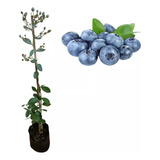 2 Arandano Azul, Blueberry, Bluberri, Real Productor Enano