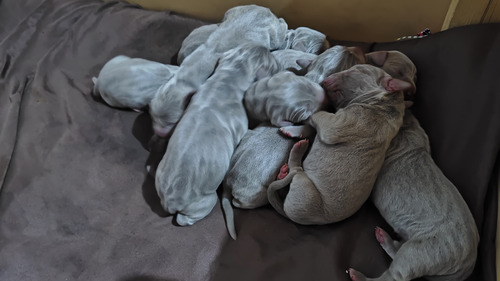 Cachorros Weimaraner (braco De Weimar)