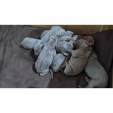 Cachorros Weimaraner (braco De Weimar)