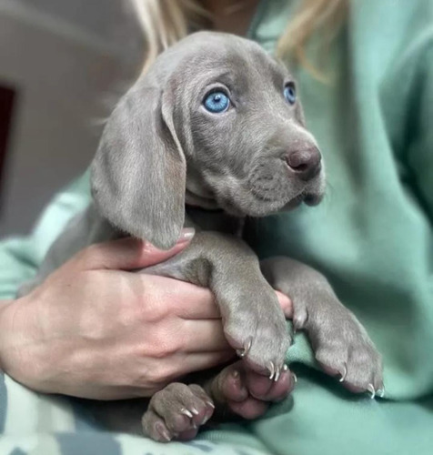 Cachorros Weimaraner Machitos Y Hembritas 