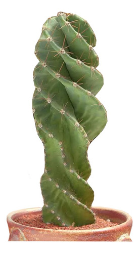 Cactus Tornillo O Espiral 15cm 