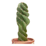 Cactus Tornillo O Espiral 15cm 