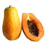  Frutal De Papaya Maradol