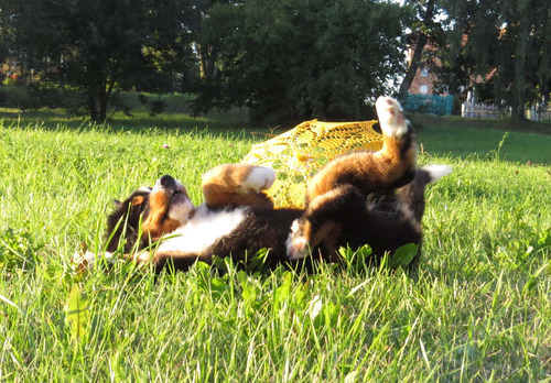 Extraordinario Boyero Pedigri Chip Garantía De Vida 4