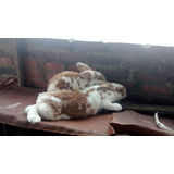 Conejos Gigante Colombiano 