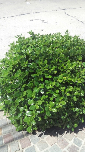 Brillantisima - Planta Espejo- Arbusto Para Cerco- Coprosma