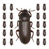 20 Escarabajos Tenebrios Molitor Vivos Sementales