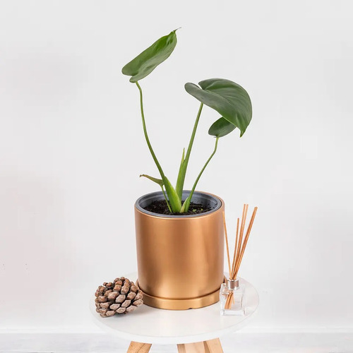 Planta Interior Monstera Deliciosa Tamaño S (35 Cm)