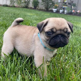 Pug Lindos E Fofos Disponível