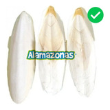 Hueso De Jibia Para Aves Tortugas 5-8cm Alamazonas 1 Pieza