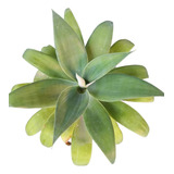 Planta Agave Atenuata