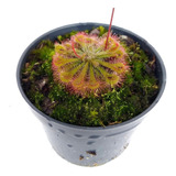 Plantas Carnívoras - Drosera Spatulata