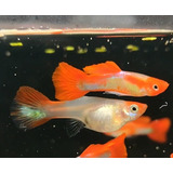 Guppy De Linhagem Koi Golden - Novidade !! 2 Casais 