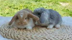 Conejos Enanos Orejas Caídas (holland Lop)