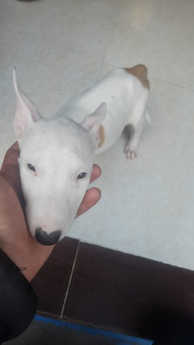 Cachorros Bull Terrier Med, Bog, Cali Animal Pets Colombia 